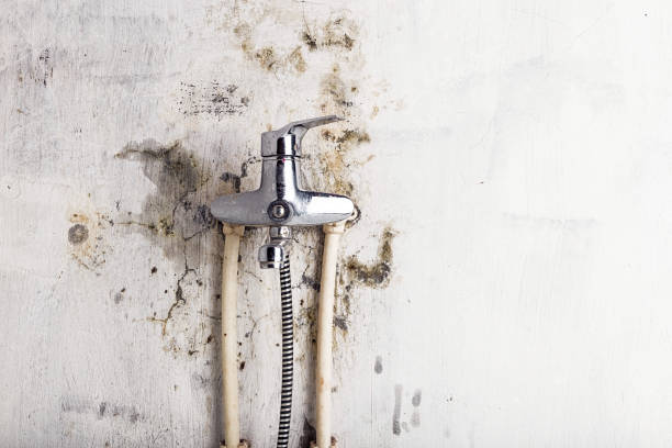Best Commercial Mold Removal  in Rossmoyne, OH