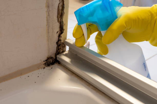 Best Black Mold Removal  in Rossmoyne, OH