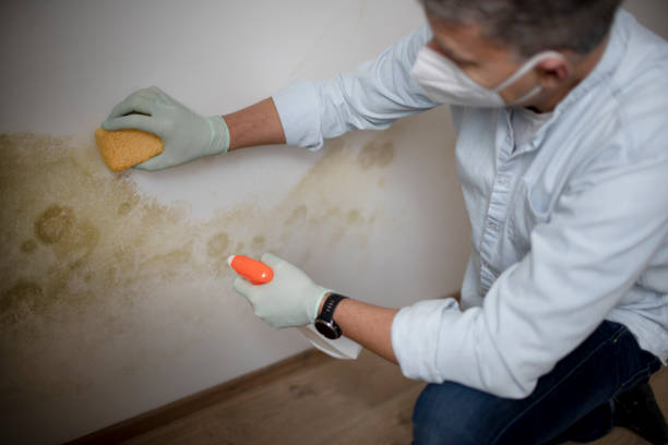 Best Mold Removal Specialists  in Rossmoyne, OH
