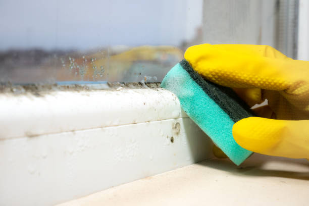 Best Mold Damage Repair  in Rossmoyne, OH