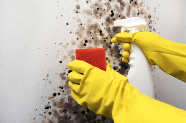 Professional Mold Removal in Rossmoyne, OH