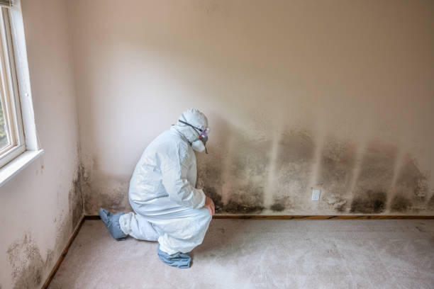 Mold Testing and Removal in Rossmoyne, OH