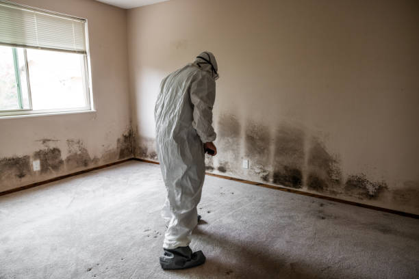 Best Mold Remediation Experts  in Rossmoyne, OH