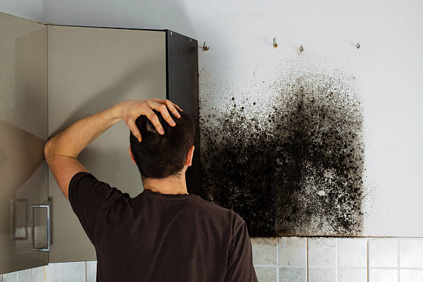 Best Mold Removal Company Near Me  in Rossmoyne, OH